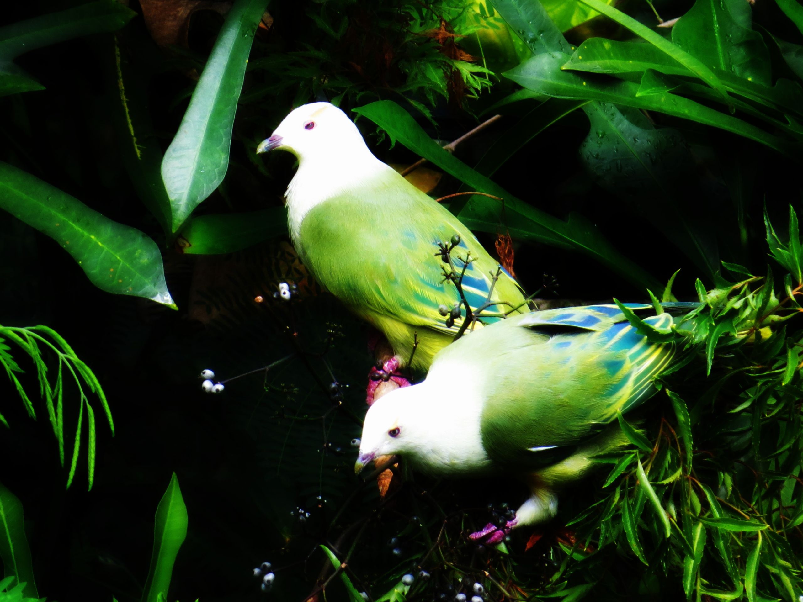 Fonds d'cran Animaux Oiseaux - Divers Les coucous de la vallée Meau