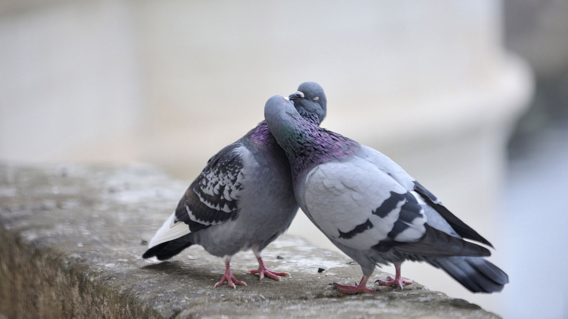 Wallpapers Animals Birds - Pigeons and Doves 