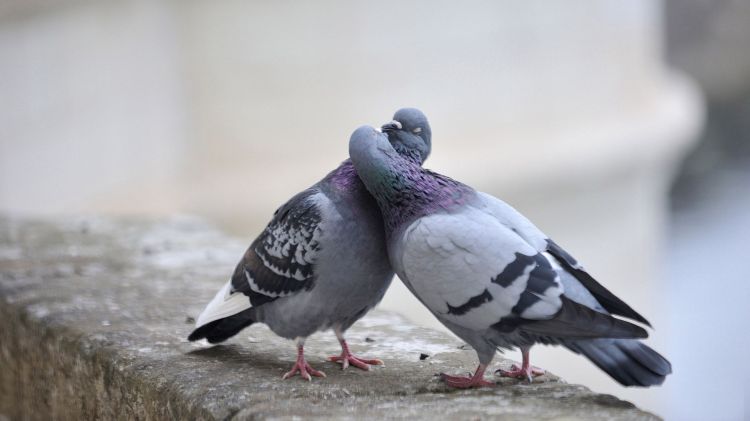 Wallpapers Animals Birds - Pigeons and Doves Wallpaper N418017