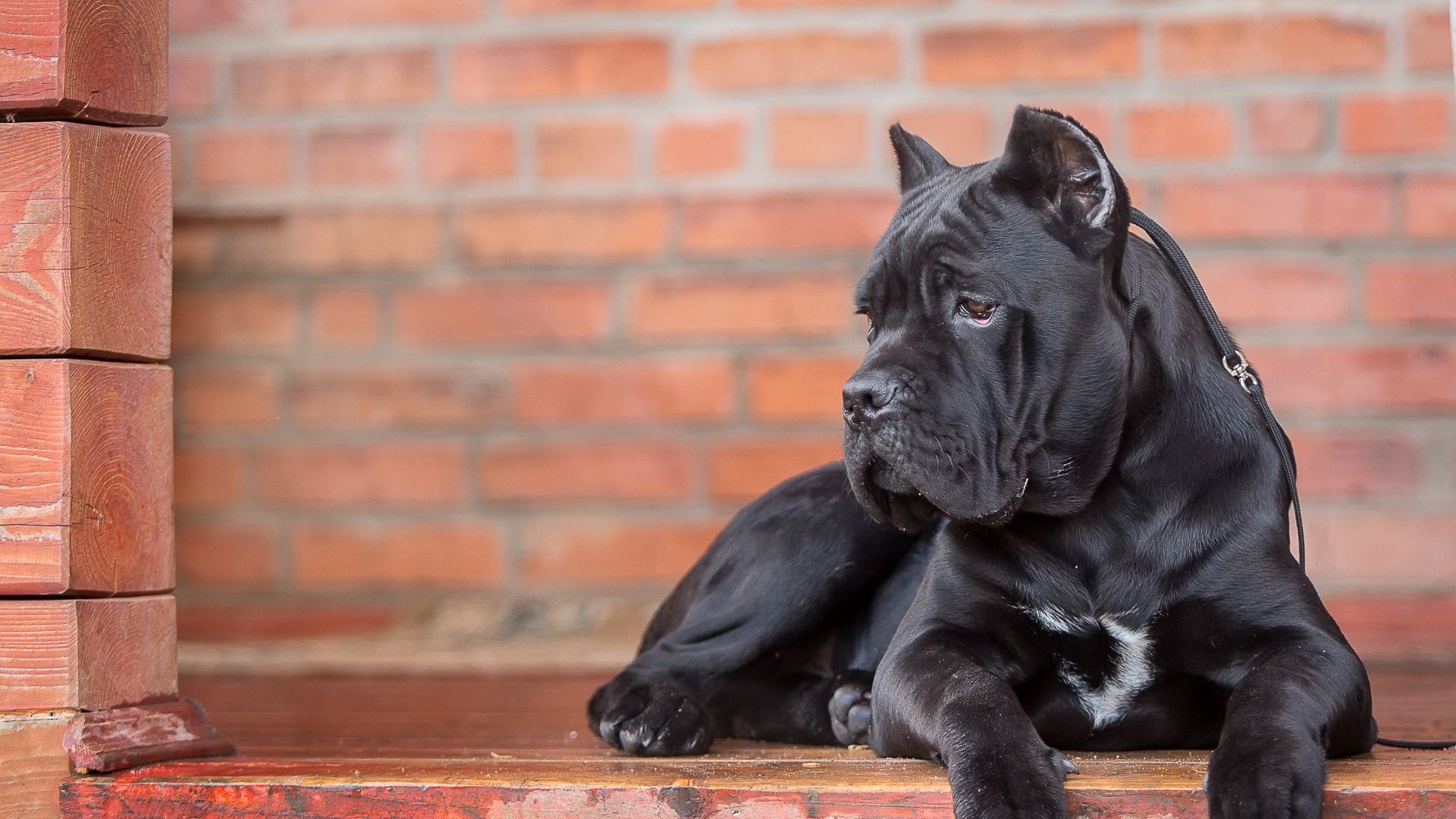 Fonds d'cran Animaux Chiens 