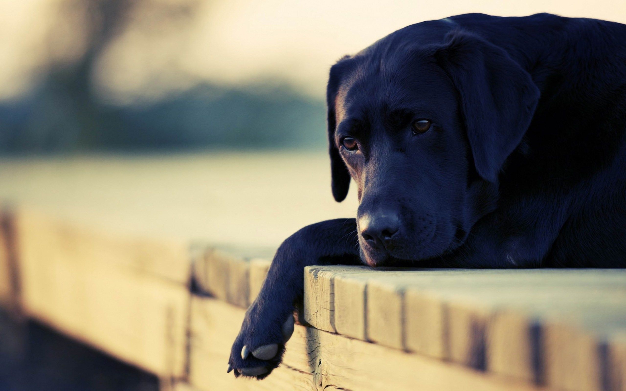 Fonds d'cran Animaux Chiens 