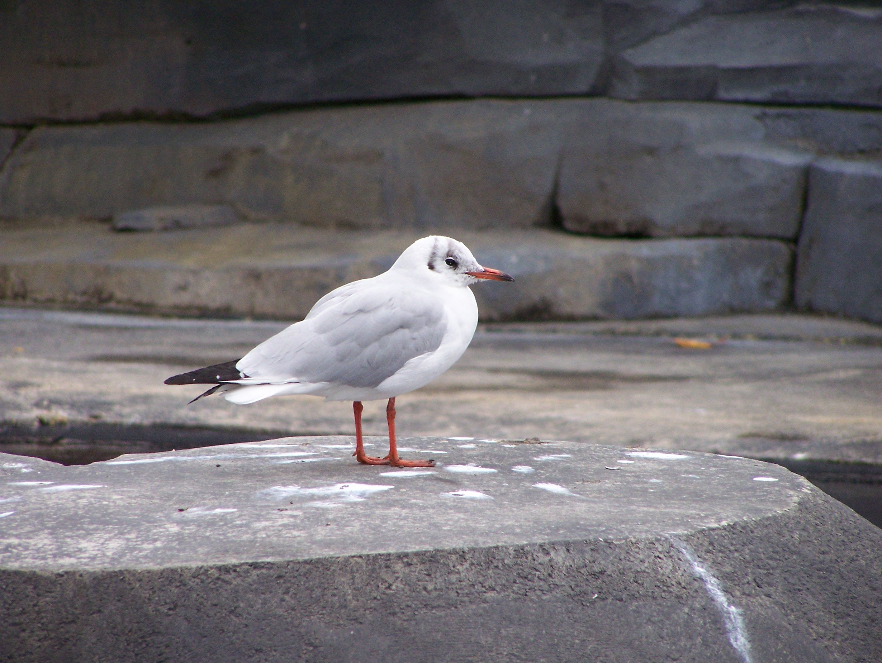 Fonds d'cran Animaux Oiseaux - Mouettes et Golands 