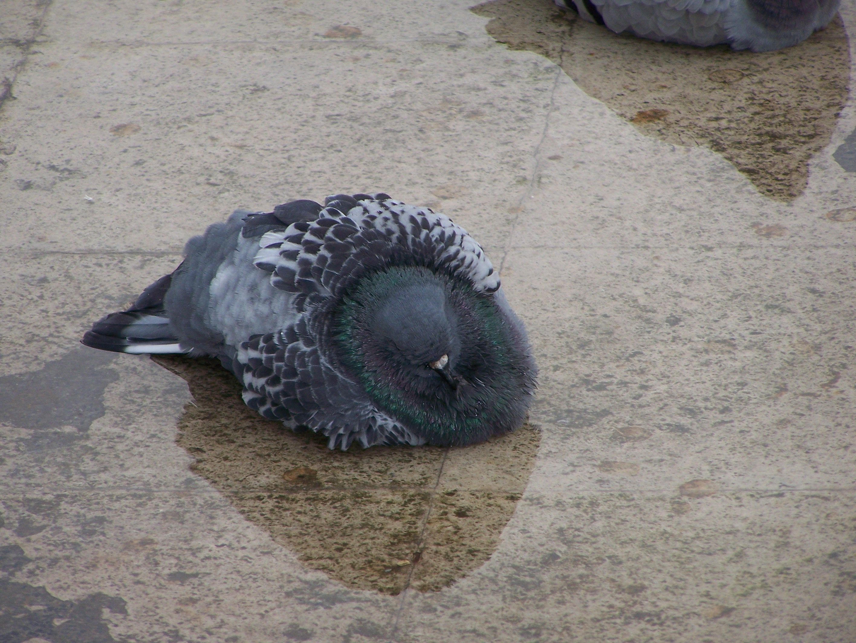 Fonds d'cran Animaux Oiseaux - Pigeons et Tourterelles 