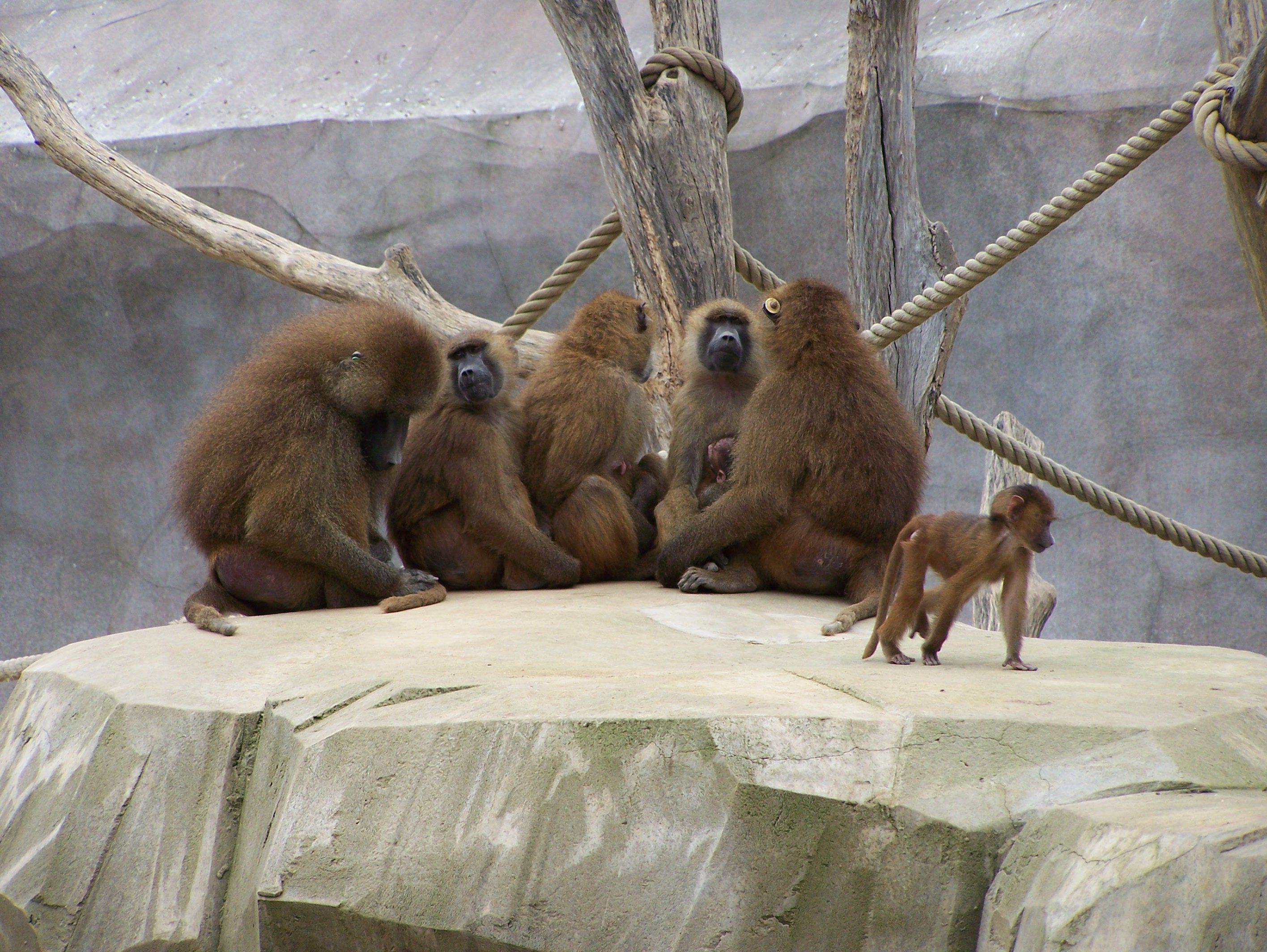 Fonds d'cran Animaux Singes 