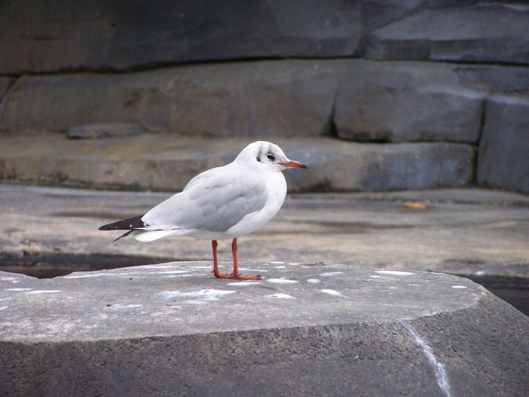 Fonds d'cran Animaux Oiseaux - Mouettes et Golands Wallpaper N418695