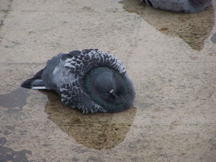 Fonds d'cran Animaux Oiseaux - Pigeons et Tourterelles Wallpaper N418697