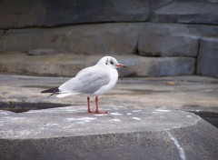  Animaux Image sans titre N418695