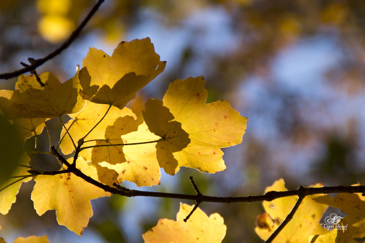 Fonds d'cran Nature Feuilles - Feuillages automne