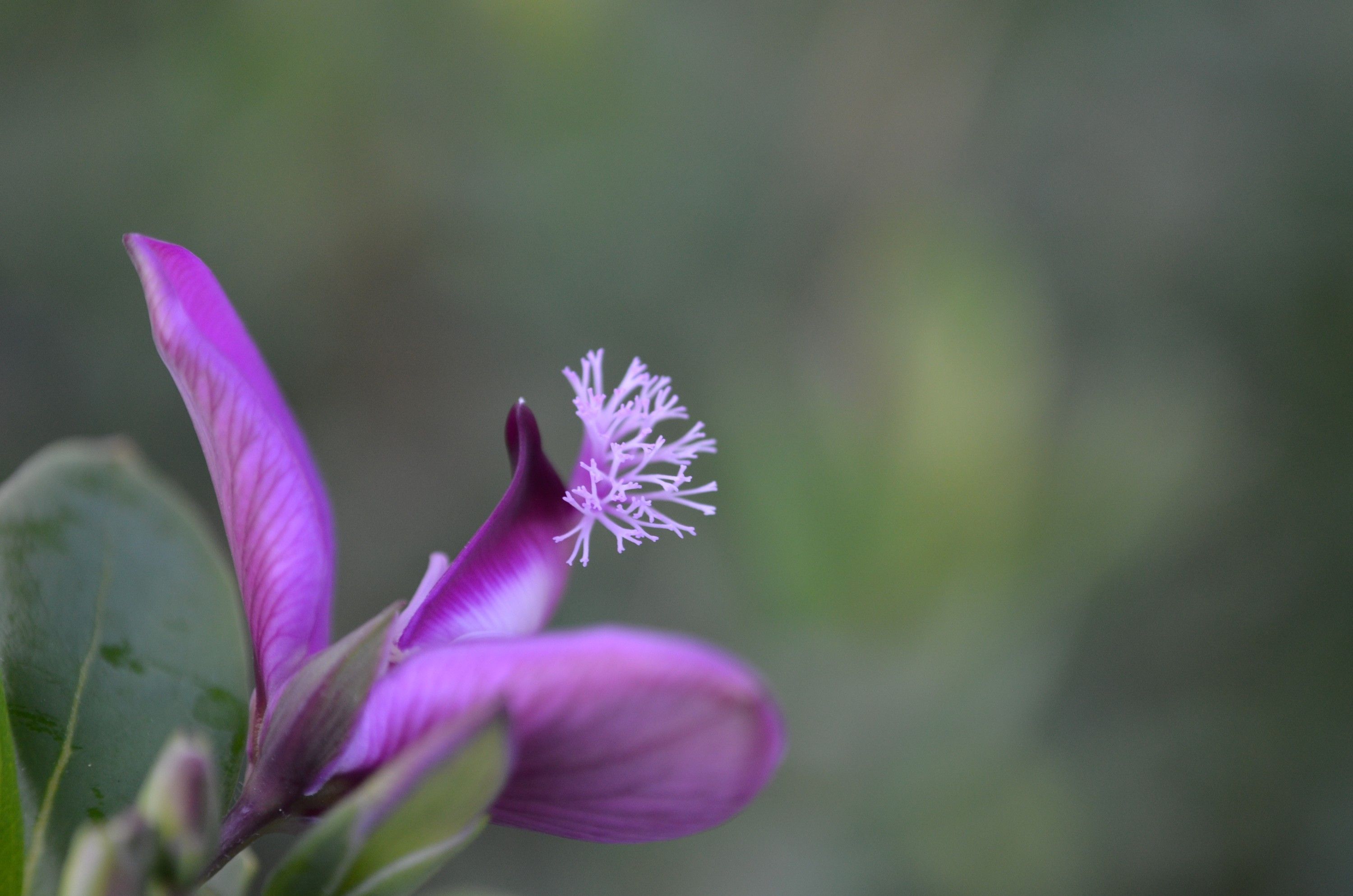 Wallpapers Nature Flowers 