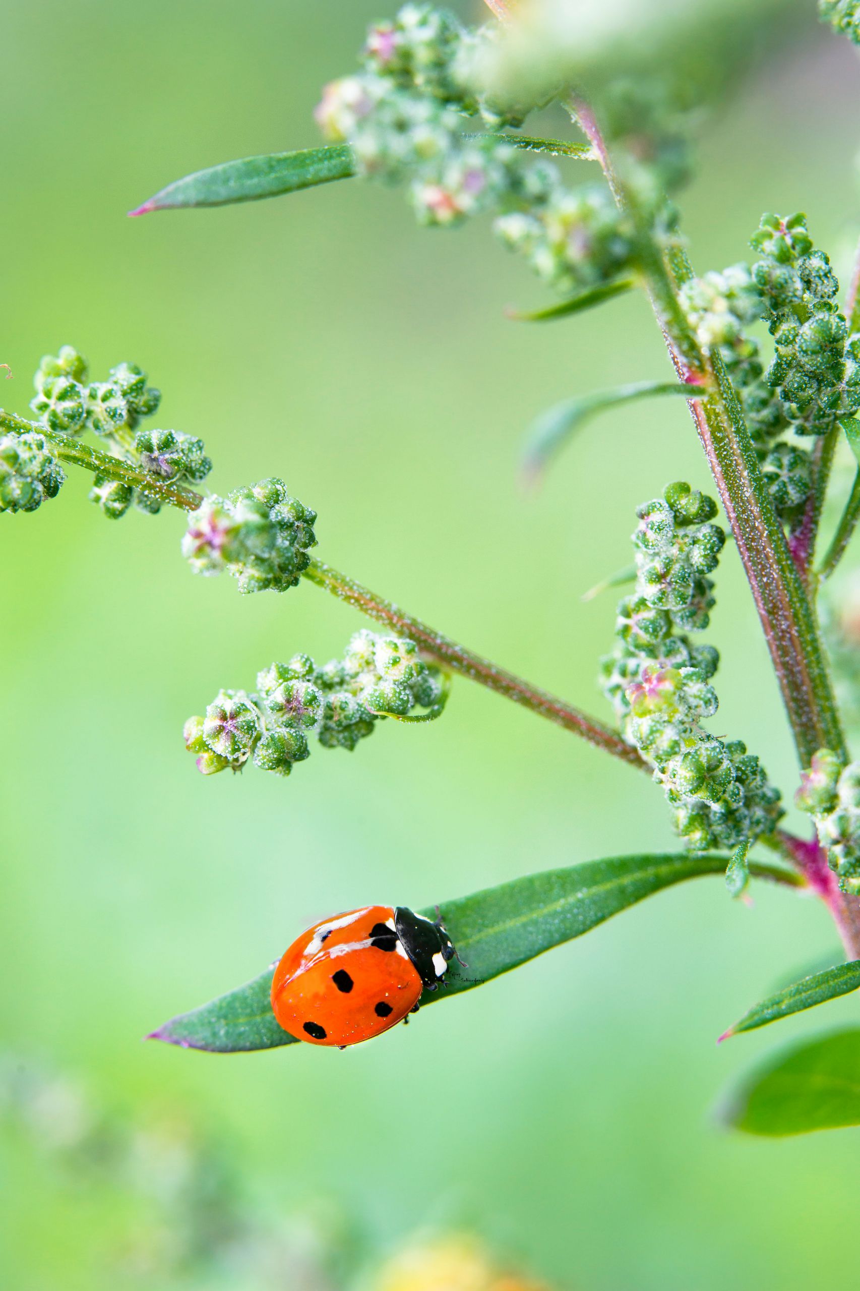 Wallpapers Animals Insects - Ladybugs 