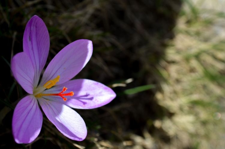 Wallpapers Nature Flowers Crocus dans la valle de la Restonica