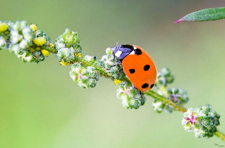 Wallpapers Animals Insects - Ladybugs Wallpaper N418789