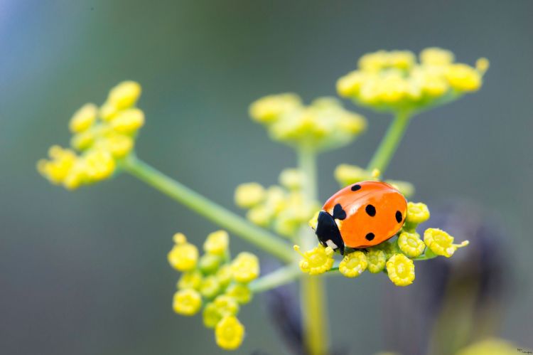 Fonds d'cran Animaux Insectes - Coccinelles Wallpaper N418790