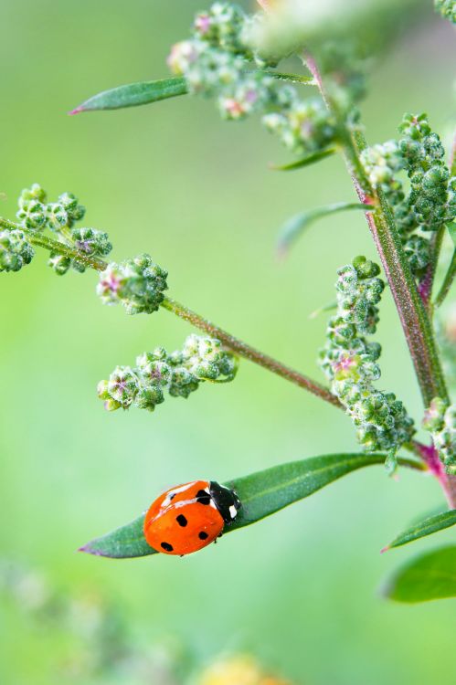 Wallpapers Animals Insects - Ladybugs Wallpaper N418791