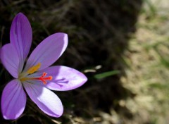  Nature Crocus dans la valle de la Restonica