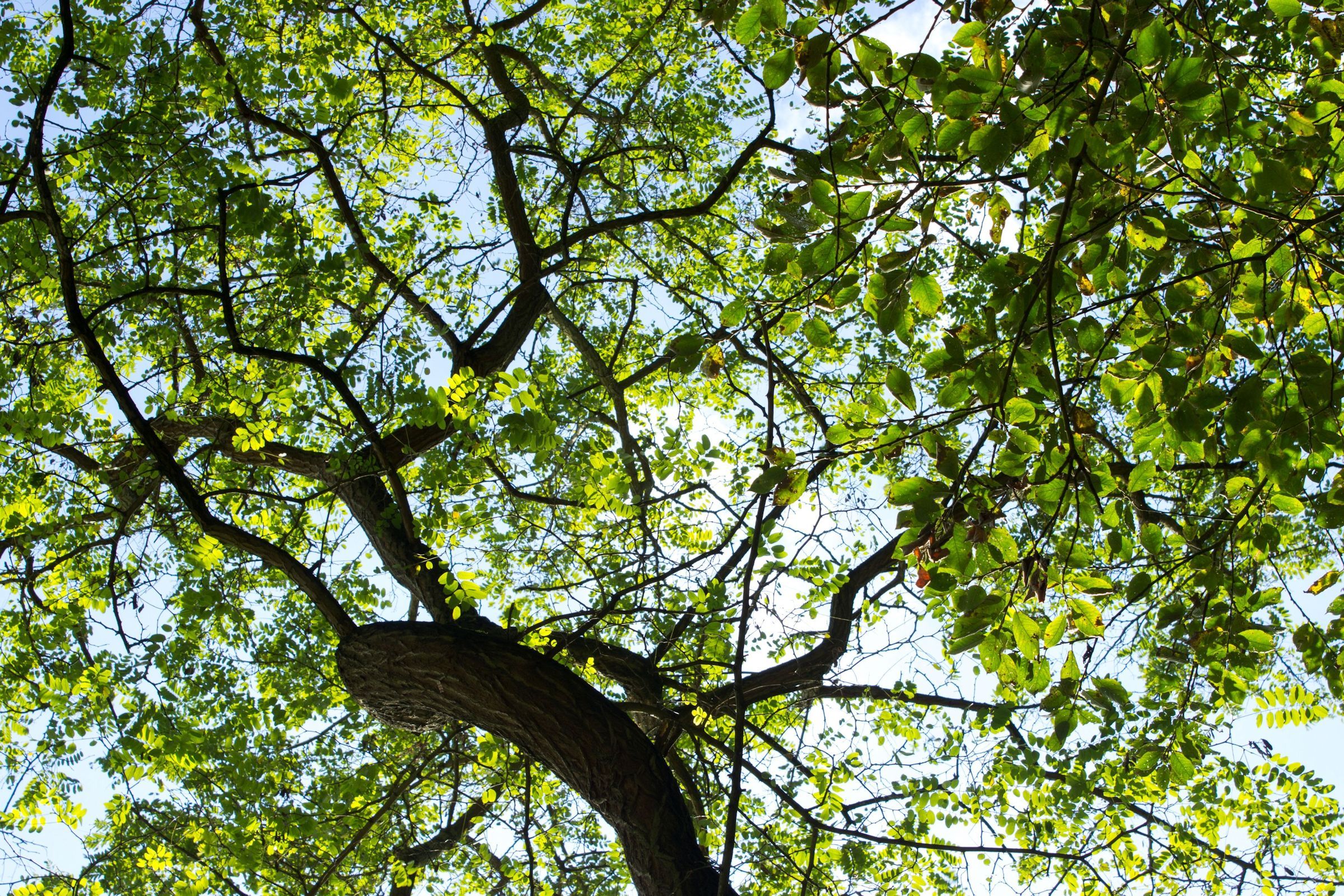 Fonds d'cran Nature Arbres - Forts 