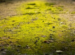  Nature moss and rock