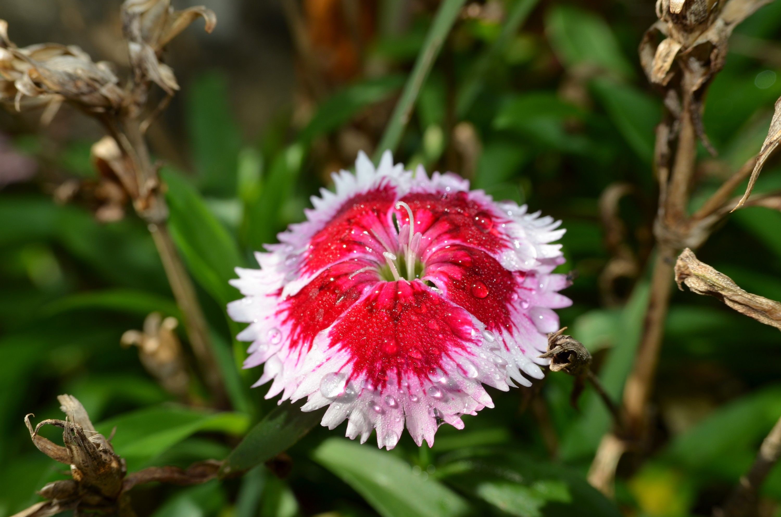 Wallpapers Nature Flowers 