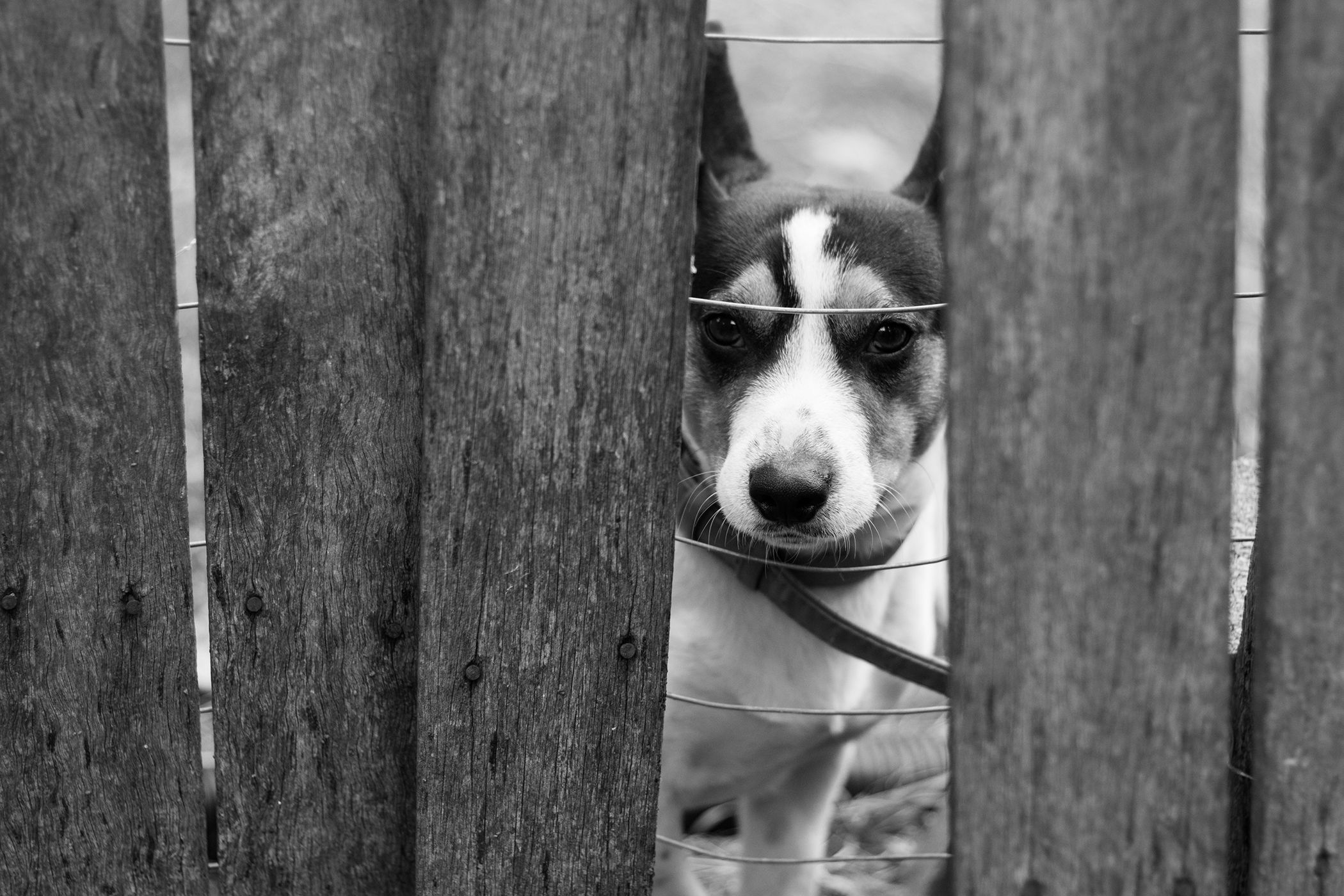 Fonds d'cran Animaux Chiens Chien triste