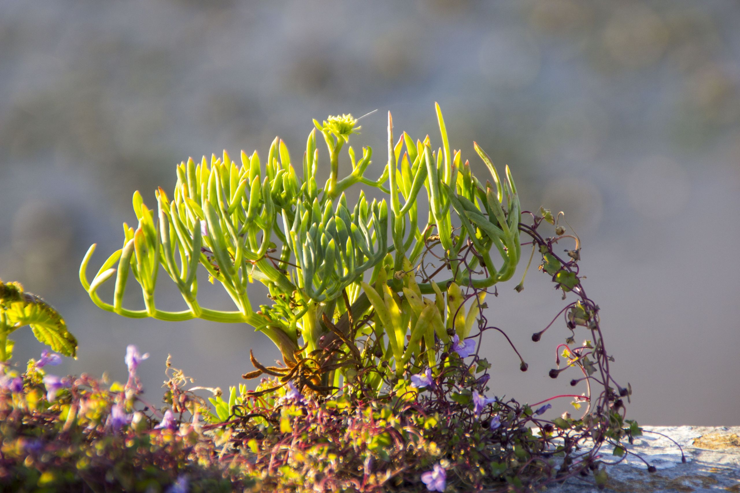 Fonds d'cran Nature Plantes grasses 