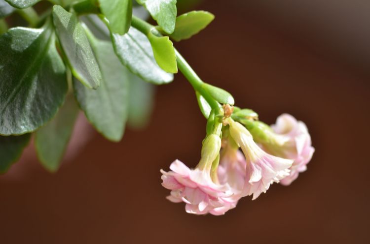 Fonds d'cran Nature Fleurs Macro