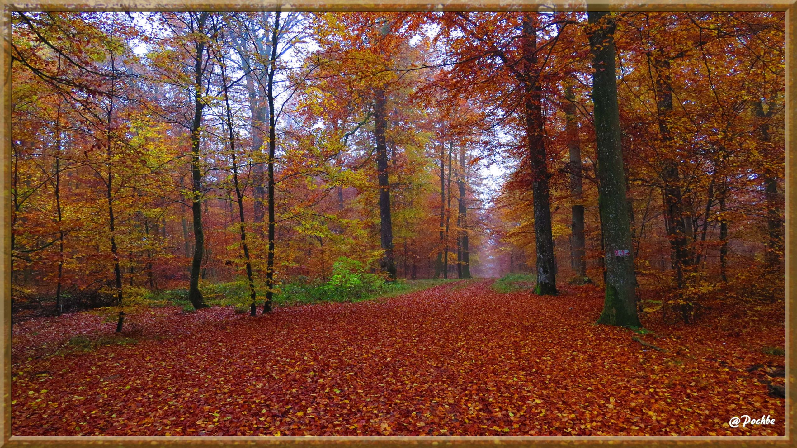 Fonds d'cran Nature Arbres - Forts 