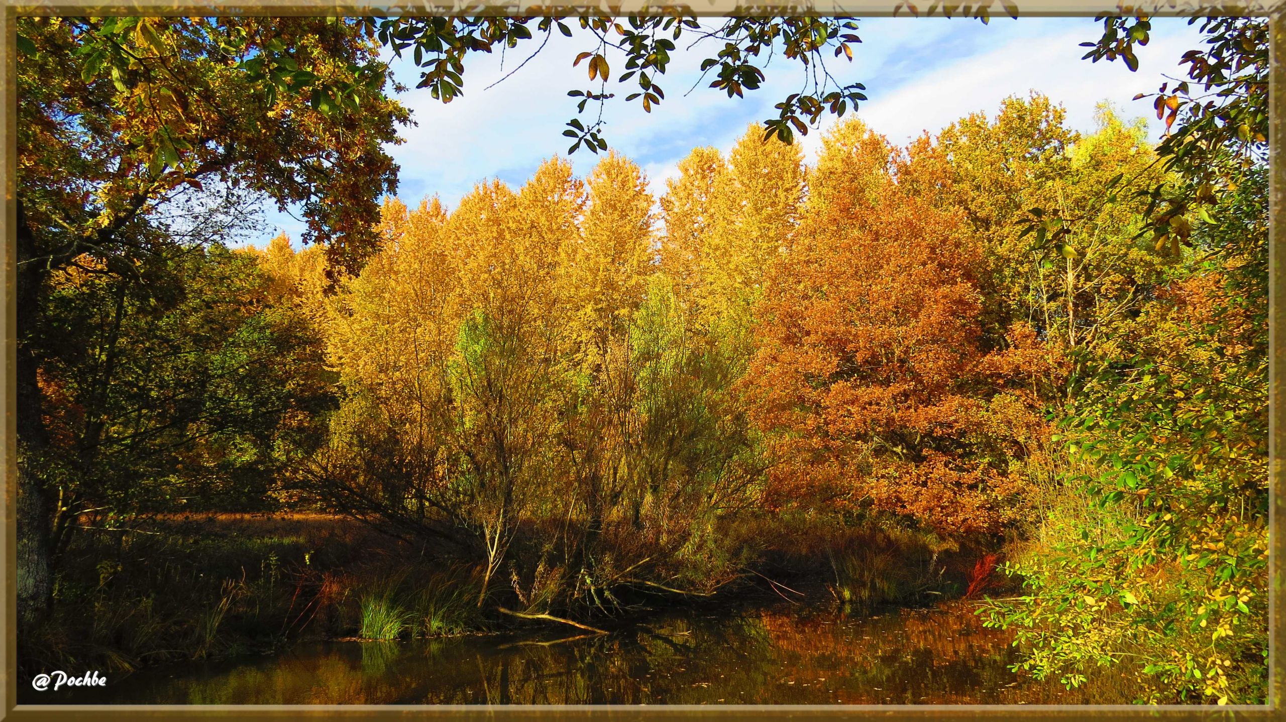 Fonds d'cran Nature Arbres - Forts 