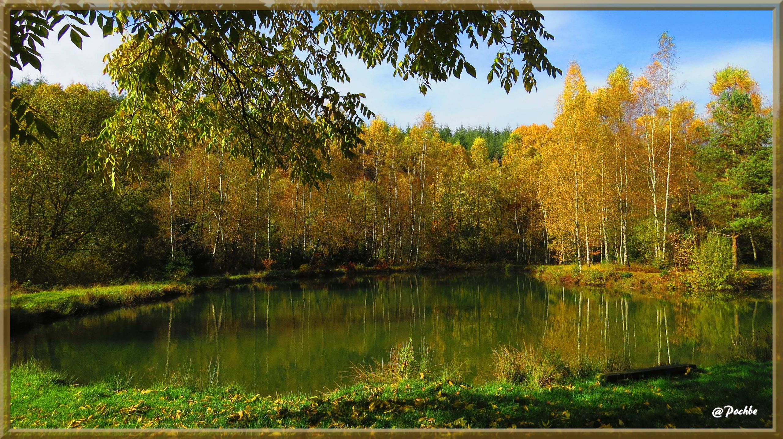 Fonds d'cran Nature Arbres - Forts 