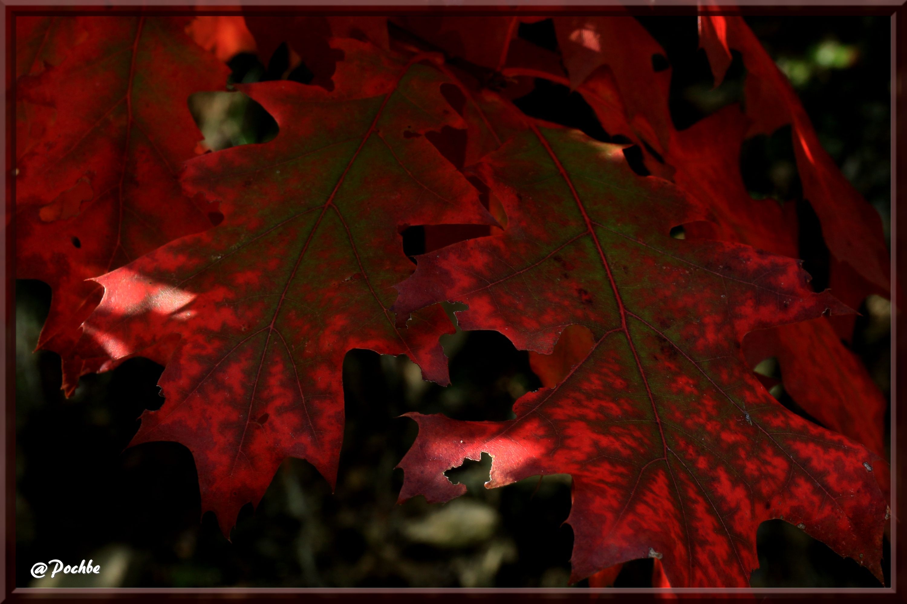 Fonds d'cran Nature Feuilles - Feuillages 