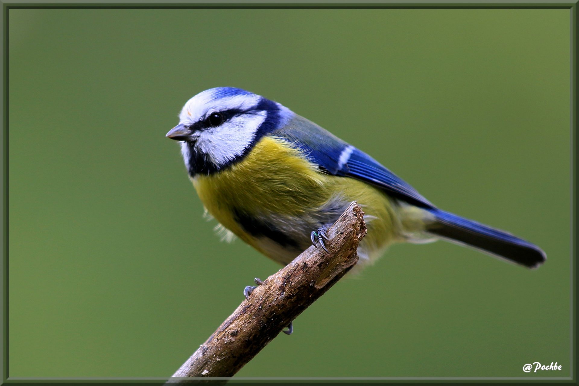 Wallpapers Animals Birds - Chickadees 