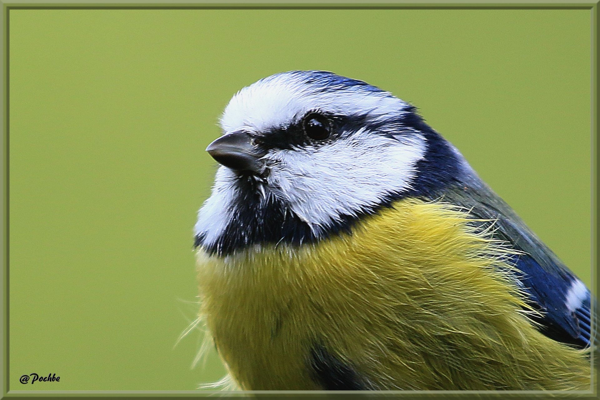 Wallpapers Animals Birds - Chickadees 