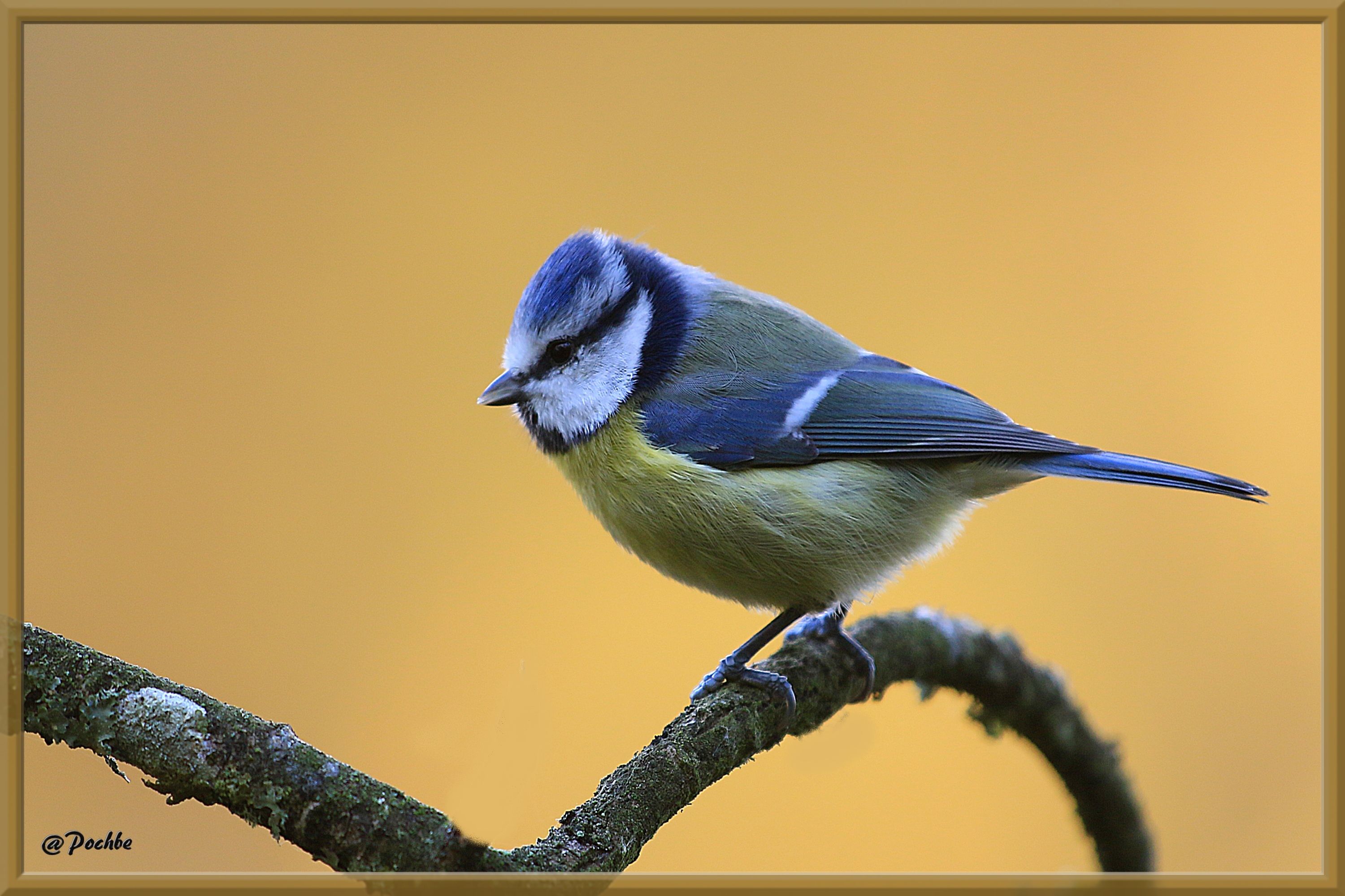 Fonds d'cran Animaux Oiseaux - Msanges 