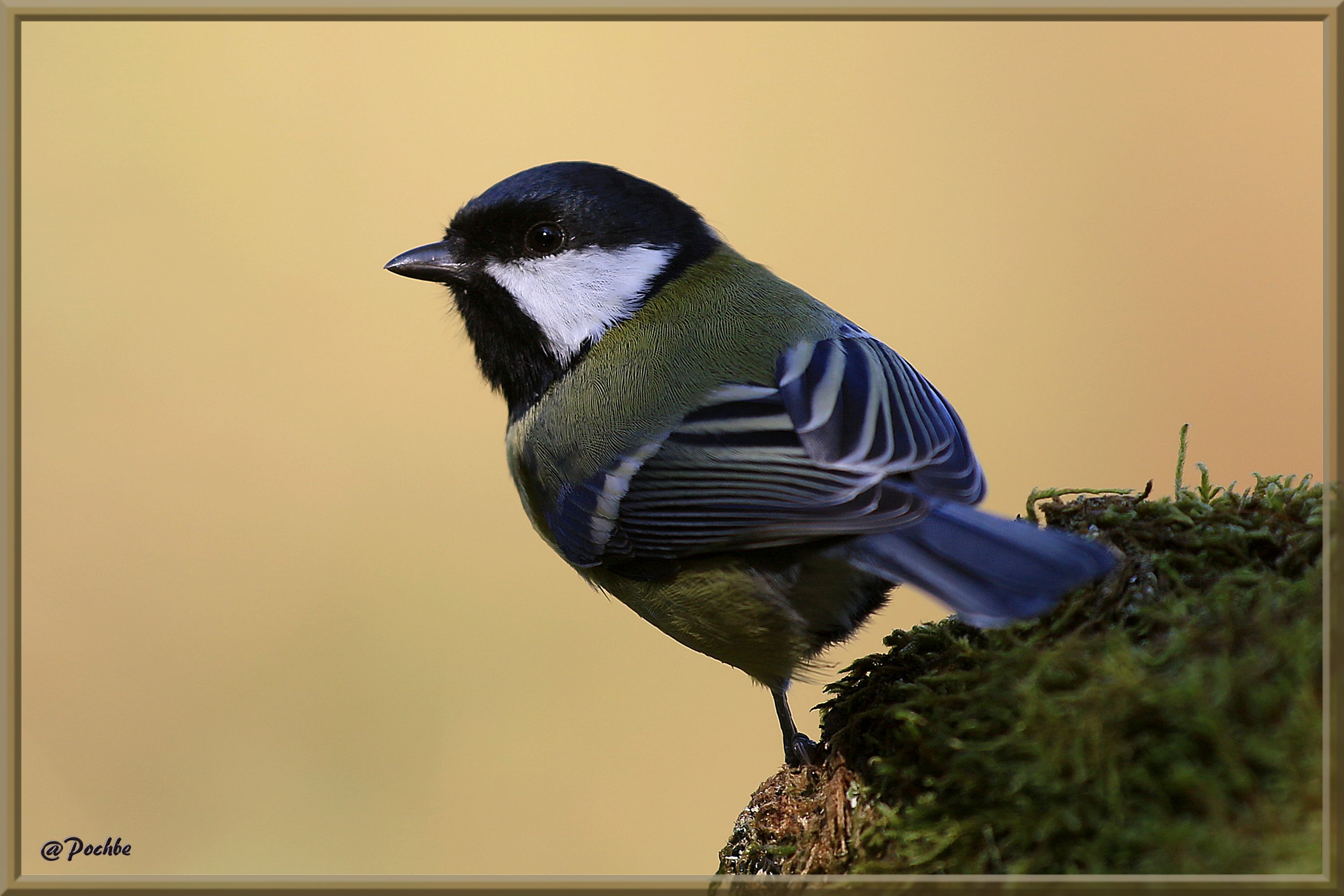 Wallpapers Animals Birds - Chickadees 