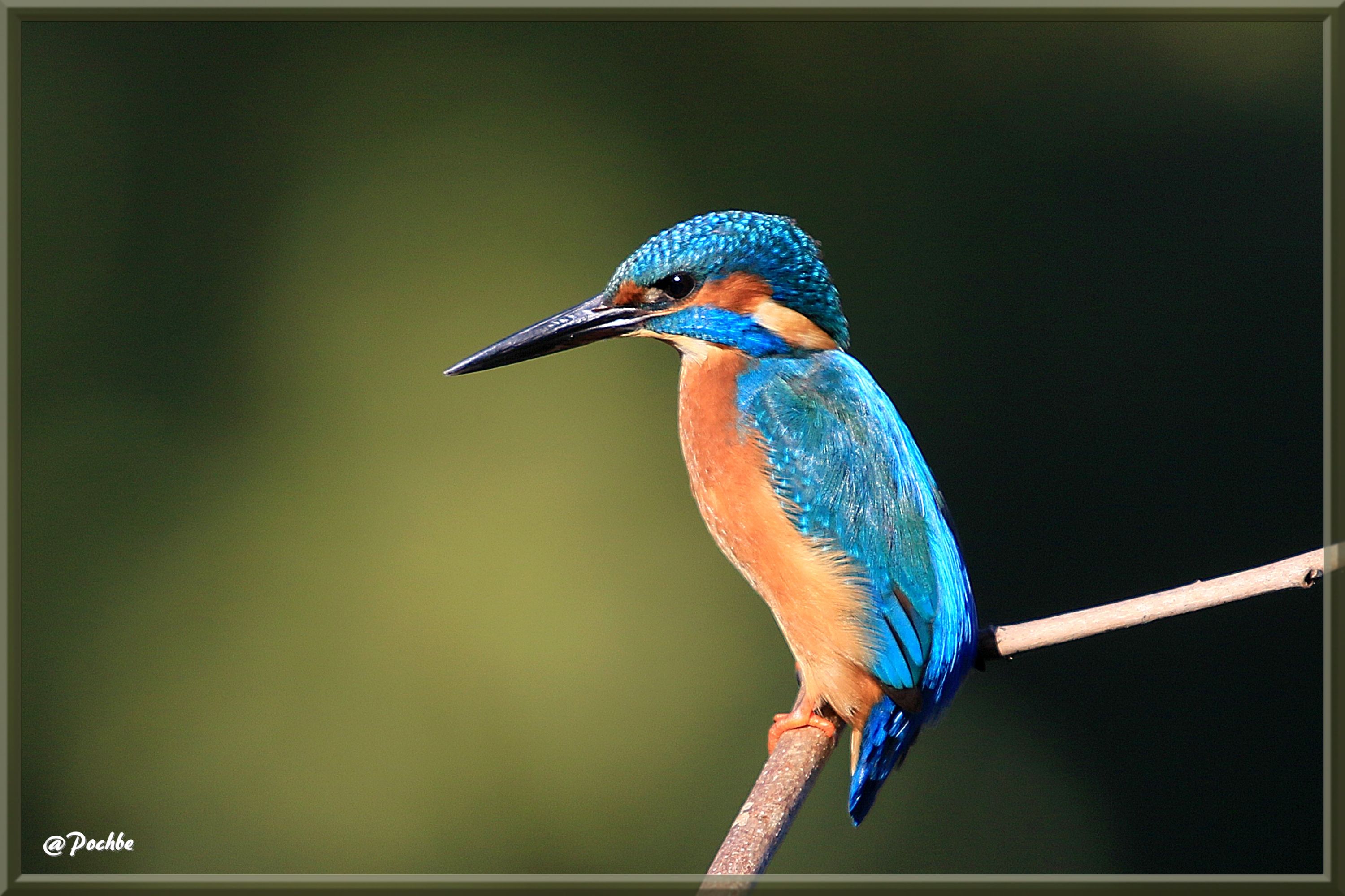 Fonds d'cran Animaux Oiseaux - Martins-pcheurs 