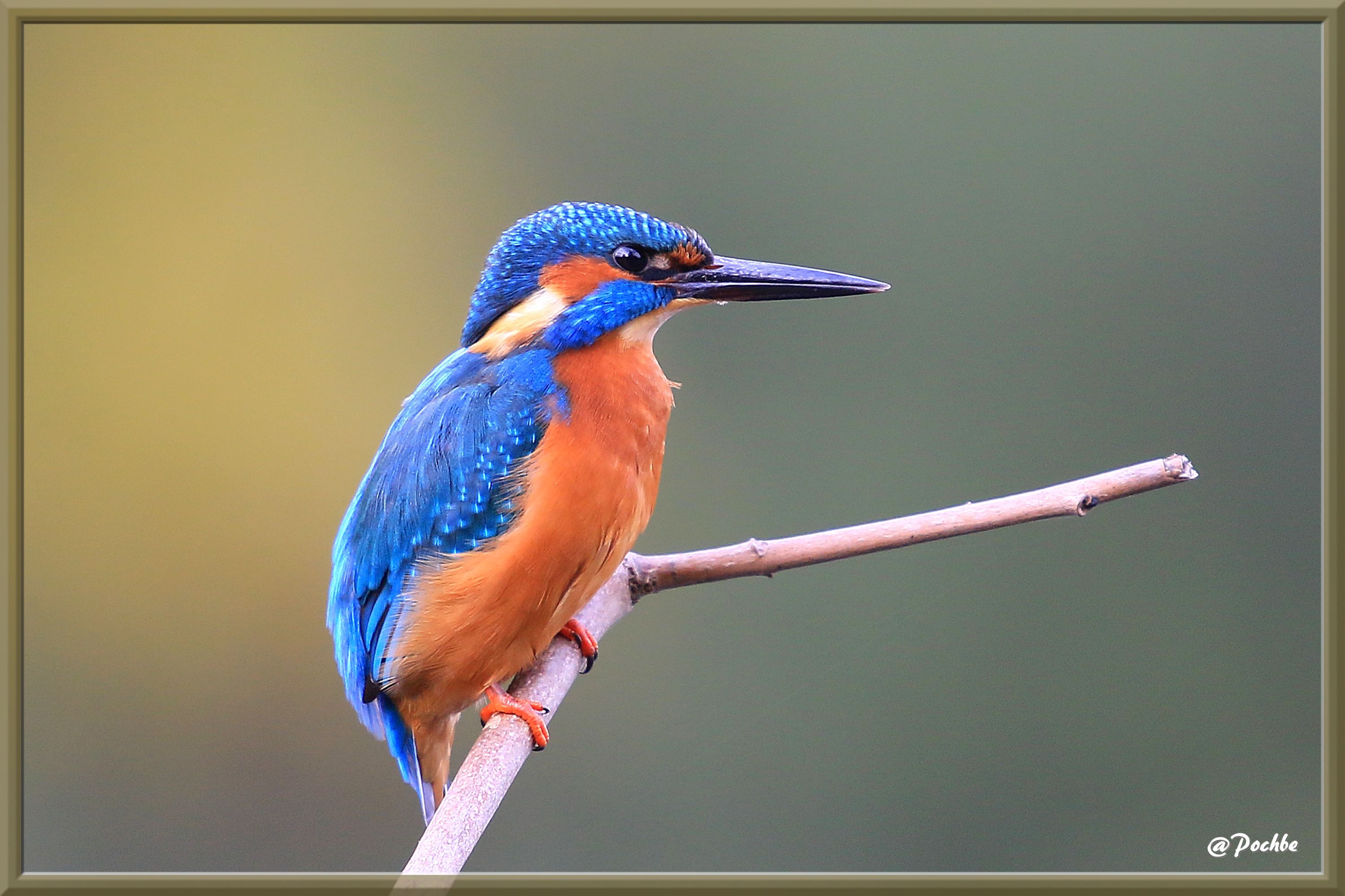 Fonds d'cran Animaux Oiseaux - Martins-pcheurs 