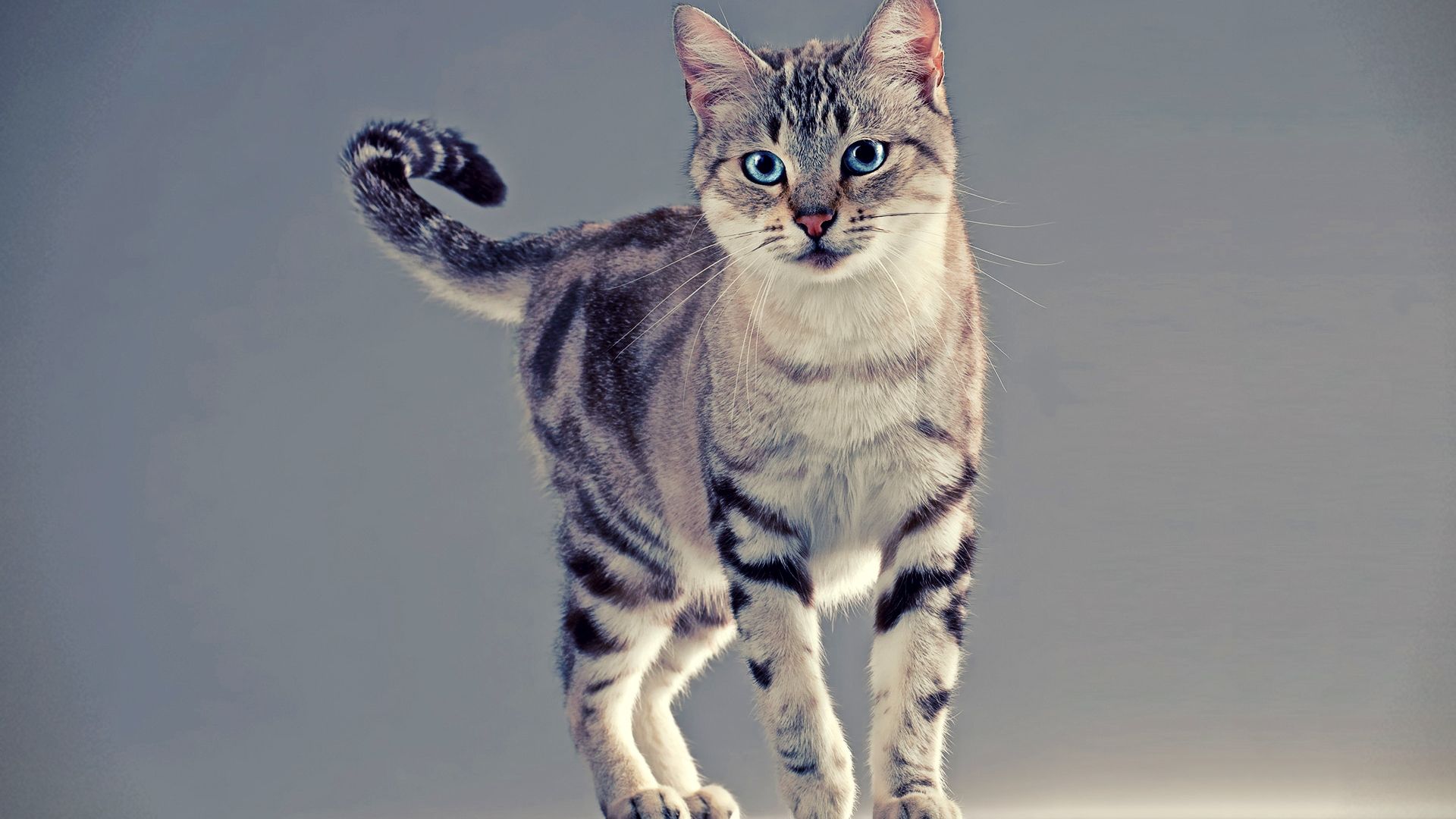 Wallpapers Animals Cats - Kittens 