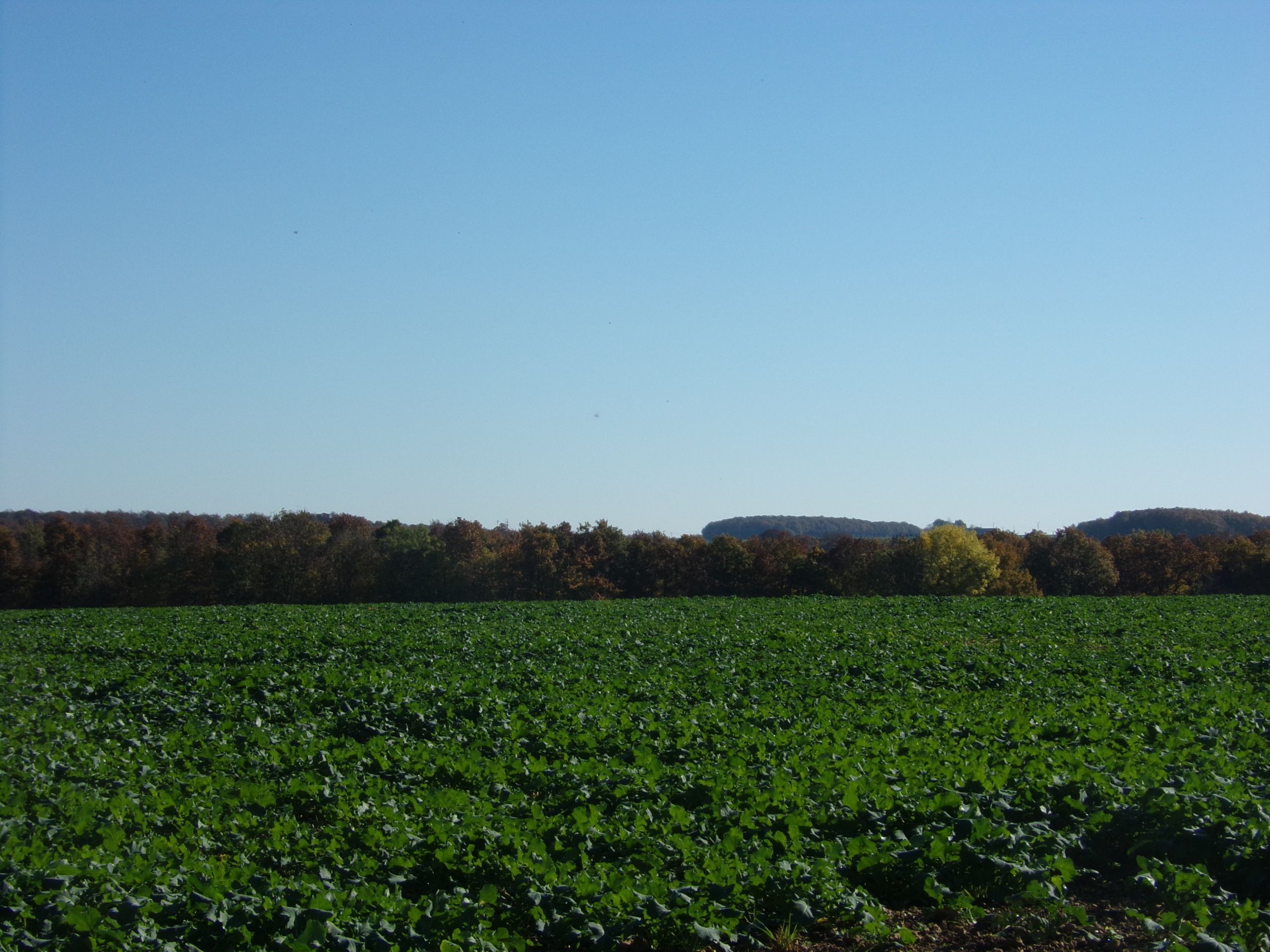 Fonds d'cran Nature Champs - Prairies 