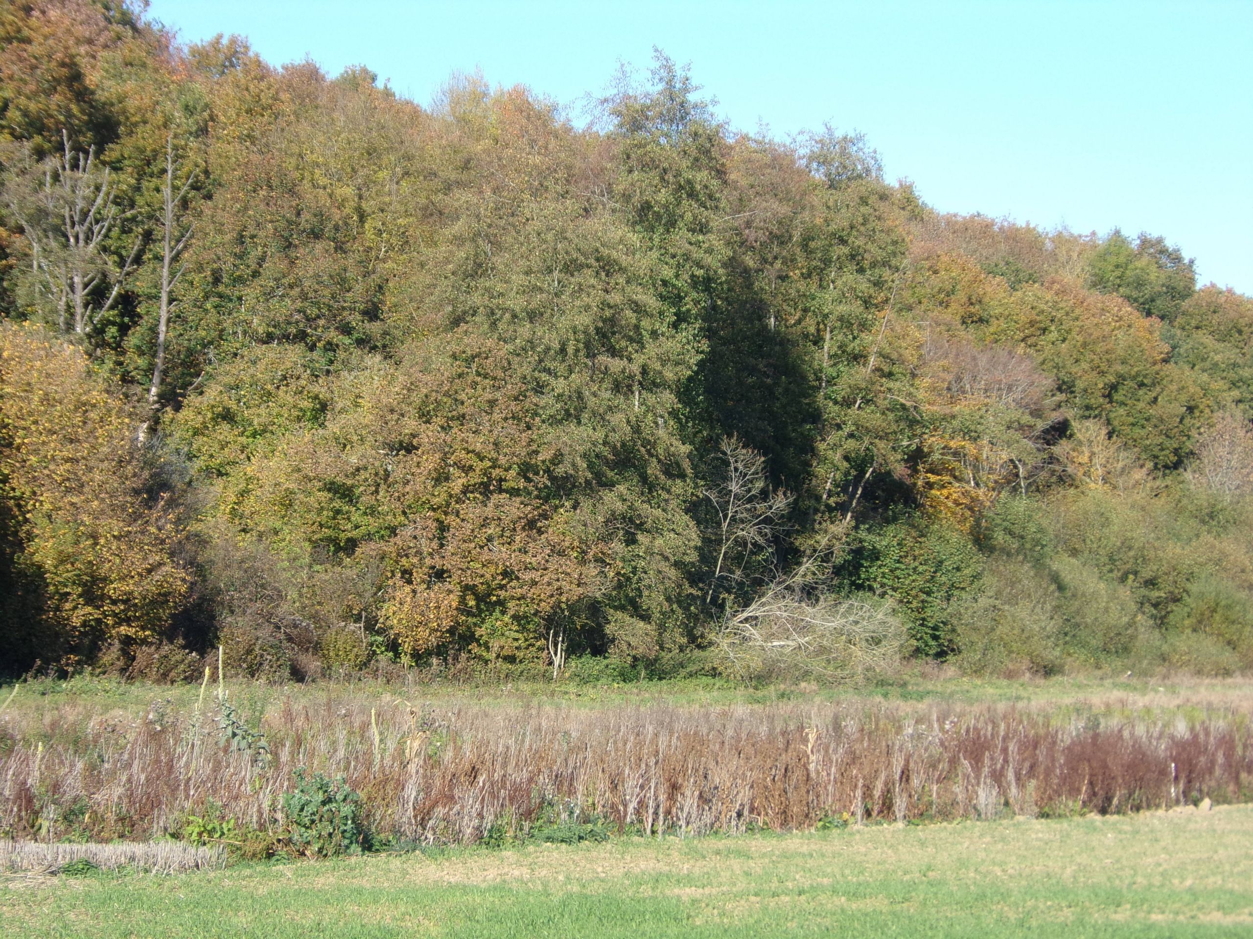 Fonds d'cran Nature Arbres - Forts 