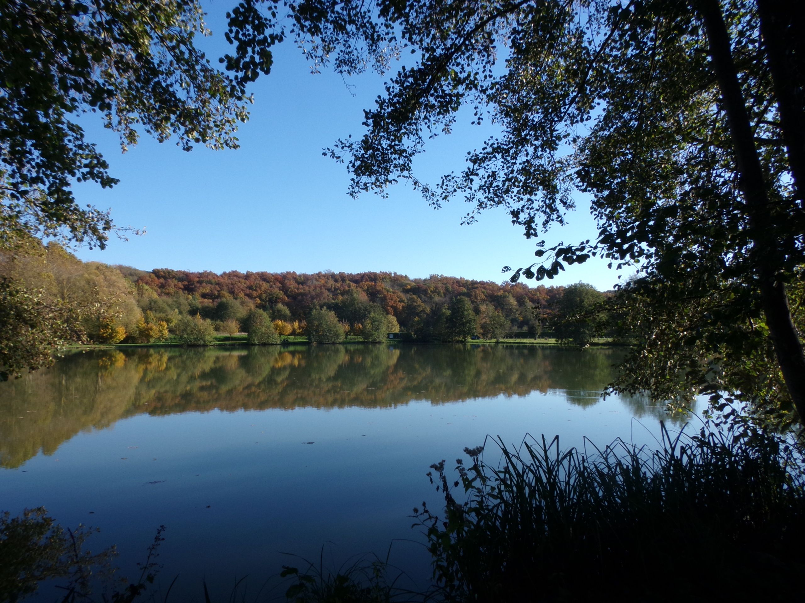 Fonds d'cran Nature Arbres - Forts 