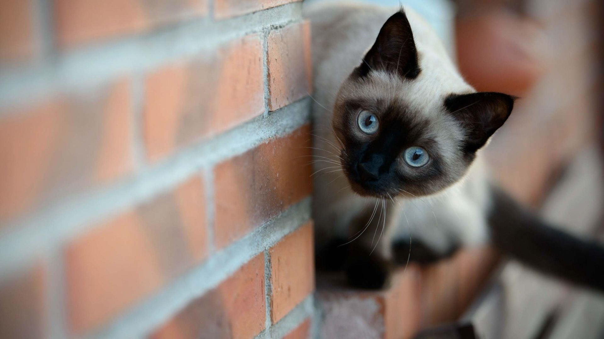 Fonds d'cran Animaux Chats - Chatons 