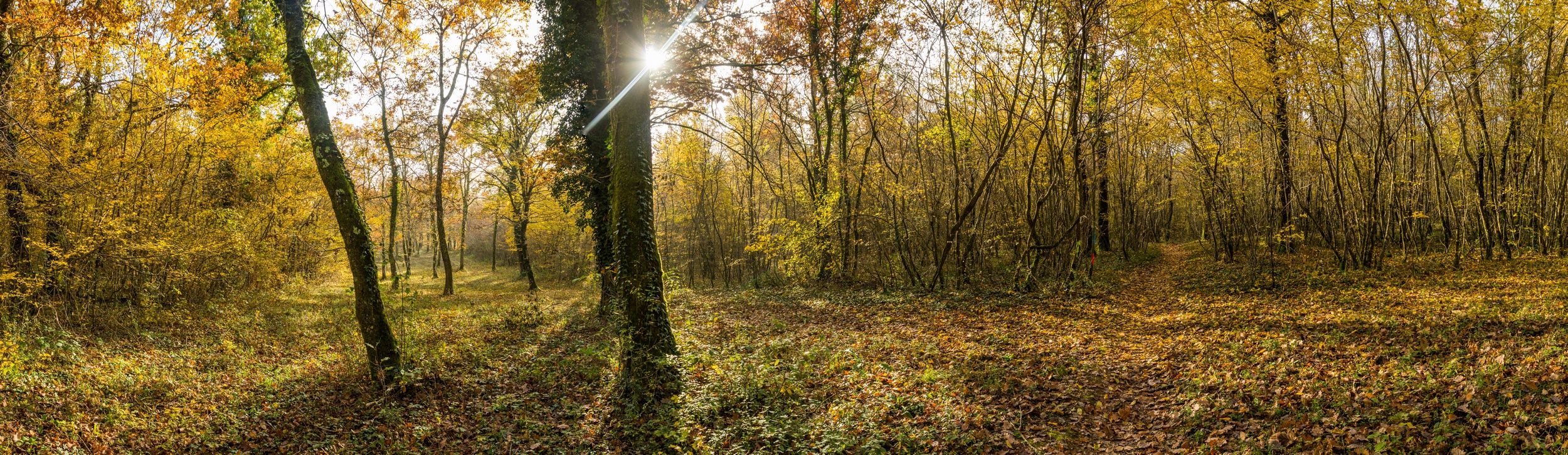 Fonds d'cran Nature Saisons - Automne promenons nous dans les bois..........