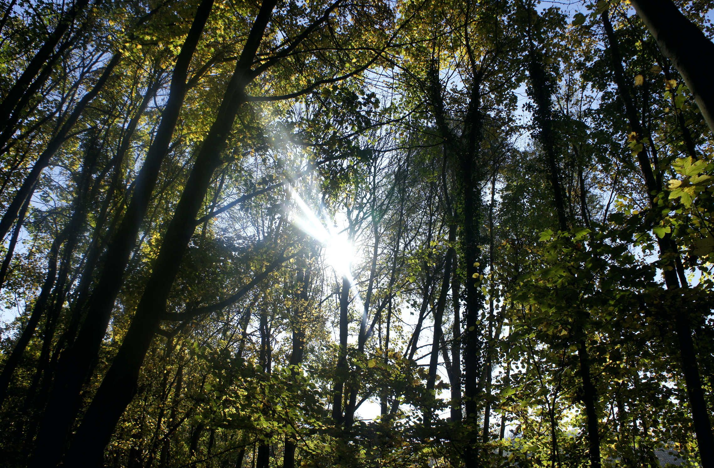 Wallpapers Nature Trees - Forests Photos de Calinia 6ans