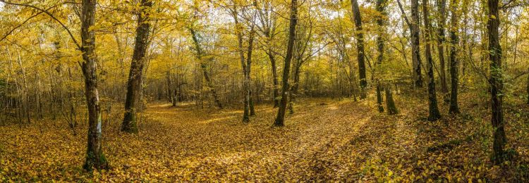 Fonds d'cran Nature Saisons - Automne promenons nous dans les bois..........