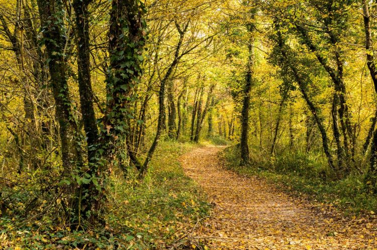 Fonds d'cran Nature Saisons - Automne promenons nous dans les bois..........