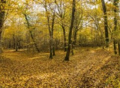  Nature promenons nous dans les bois..........