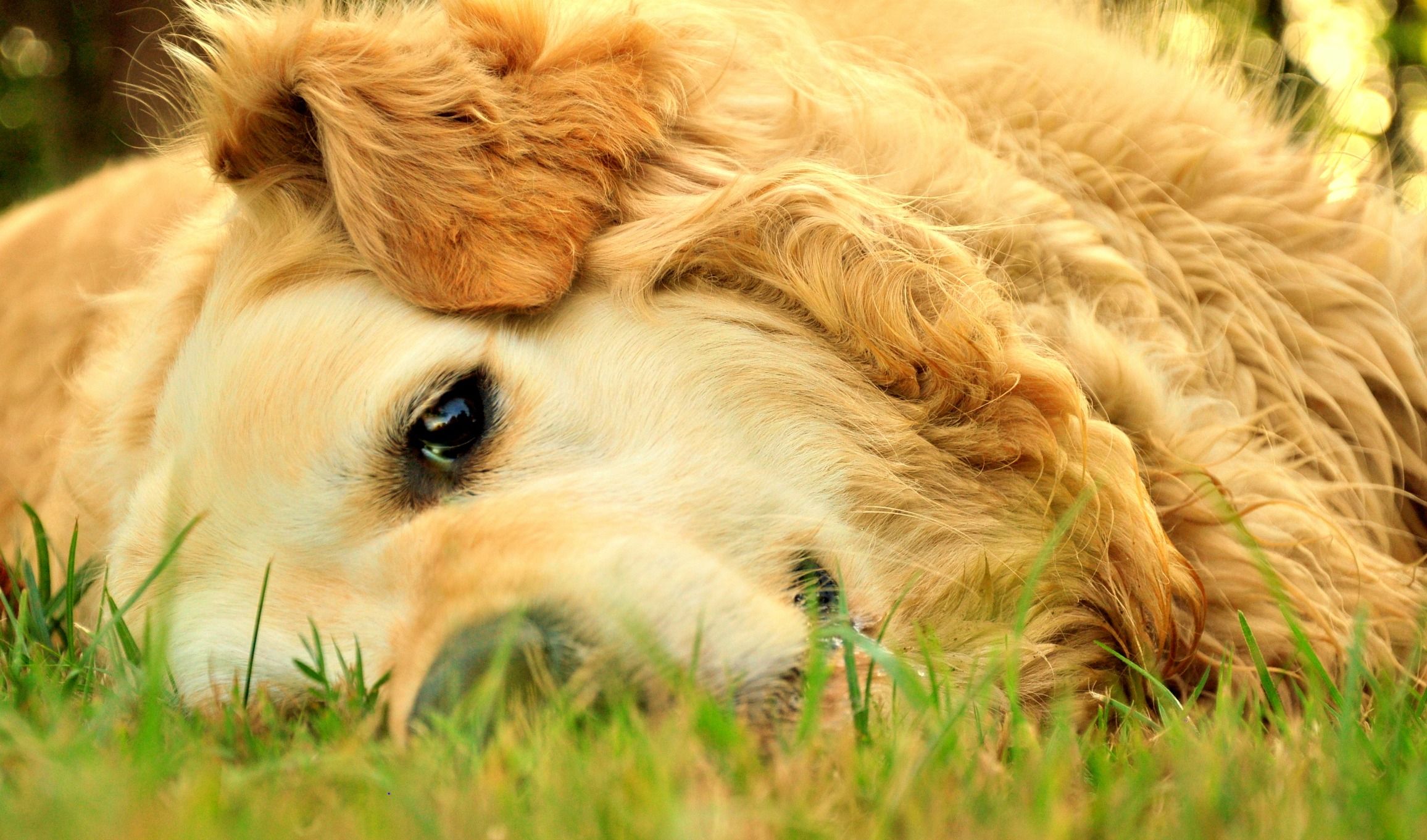 Fonds d'cran Animaux Chiens Chipie Golden retriever