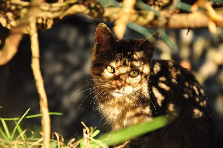 Fonds d'cran Animaux Chats - Chatons Chat 