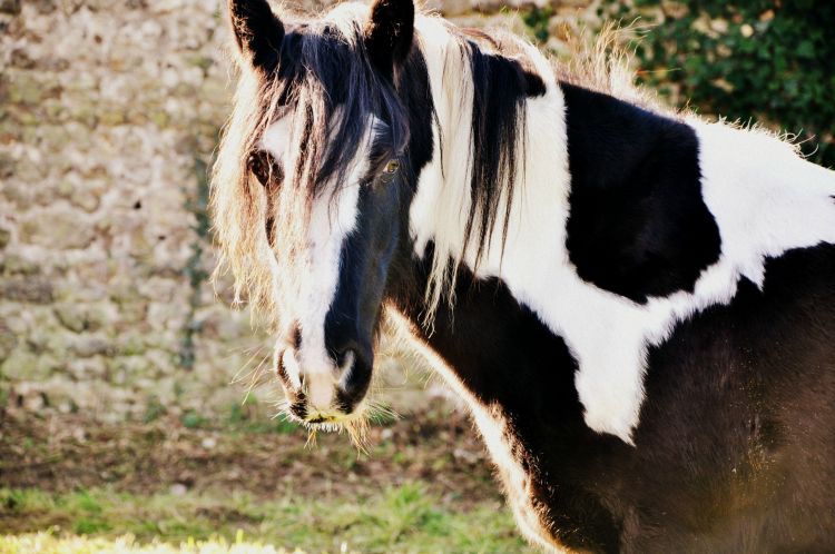 Wallpapers Animals Horses Nalla Irish cob 