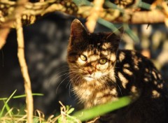  Animaux Chat 