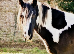  Animaux Nalla Irish cob 